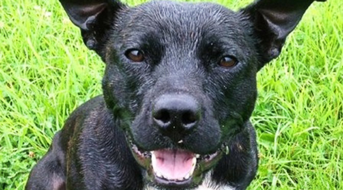 Stella the Staffie From Gloucestershire Police Finds £25,000 Cash