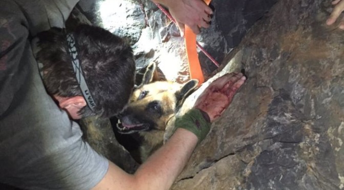 Gun Holster Used To Rescue Retired Police Dog After Three-hour Ordeal Stuck In Hole In WA’s North
